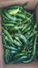 湖南樟樹(shù)現摘新鮮薄皮小青椒超市品質(zhì)生鮮蔬菜辣椒 5斤96％人選擇 曬單實(shí)拍圖