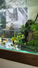 金晶超白魚(yú)缸桌面客廳水族箱生態(tài)金魚(yú)缸造景小魚(yú)缸草缸烏龜缸 50*26*30cm 厚6mm 曬單實(shí)拍圖