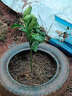 嫁接柚子樹(shù)苗紅心蜜柚當年結果南北方種植庭院陽(yáng)臺盆栽地栽果樹(shù)苗 玉環(huán)文旦柚 3年苗50-60厘米高1.2-1.5公分 曬單實(shí)拍圖