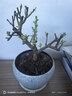 花竹戀長(cháng)壽冠海棠盆栽盆景梅花樹(shù)樁重瓣樹(shù)苗紅梅耐寒耐旱植物不含盆 6年長(cháng)壽冠海棠當年開(kāi)花 曬單實(shí)拍圖