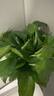 雙盟綠蘿盆栽除甲醛花卉綠植辦公室新房?jì)艋諝?80加侖2盆裝源頭直發(fā) 曬單實(shí)拍圖