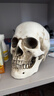 藍蝶高精度仿真1:1人頭骨模型樹(shù)脂骷髏頭藝術(shù)用頭骨美術(shù)臨摹模型 樹(shù)脂人體模型解剖結構美術(shù)模型 下巴分體（可拆） 曬單實(shí)拍圖