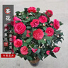 花翁山茶花盆栽不帶花苞花卉植物室內樹(shù)苗 紅赤丹（80cm高）源頭直發(fā) 曬單實(shí)拍圖