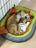 ERGOBABY寵物狗窩貓窩冬季四季保暖可拆洗加大加厚舒適墊子中小型犬用品 曬單實(shí)拍圖