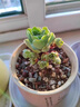 京厽多肉營(yíng)養土顆粒專(zhuān)用土壤種植多肉土養花通用型泥炭植物鋪面石 豪華通用多肉土10斤 新手選擇 曬單實(shí)拍圖