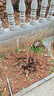 石榴樹(shù)苗突尼斯軟籽石榴苗大紅袍蒙陽(yáng)紅盆栽地栽嫁接果樹(shù)苗木 石榴6年苗【結果多】 曬單實(shí)拍圖