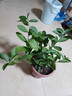 香水檸檬樹(shù)樹(shù)苗盆栽老樁帶果可食用植物室內客廳陽(yáng)臺四季好養綠植 檸檬樹(shù)盆栽（原盆栽好） 曬單實(shí)拍圖