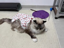 阿莫爾貓咪衣服夏天薄款甜美連衣裙防掉毛布偶金漸層狗狗衣服吊帶蛋糕裙 櫻桃蛋糕裙【透氣柔軟】 XS（建議1-3斤 參考胸圍背長(cháng)） 曬單實(shí)拍圖