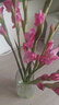 粉紅色劍蘭節節高鮮花年宵花廣州發(fā)春節裝飾情人節禮物長(cháng)65-70cm 藍精靈劍蘭8支 曬單實(shí)拍圖