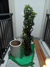 嘆為觀(guān)止大型植物發(fā)財樹(shù)各種大顆盆栽開(kāi)業(yè)喬遷客廳辦公室內好養大型花卉 造型鴨腳木【1.5-1.7米】 含盆 曬單實(shí)拍圖