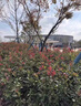 花e流紅葉石楠紅花繼木金森女貞球型綠化工程樹(shù)苗園林別墅庭院綠化綠籬 紅葉石楠球高度45厘米冠幅35厘米1顆 曬單實(shí)拍圖