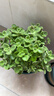 一抹香碰碰香盆栽綠植室內驅蚊多肉植物辦公室桌面小盆栽驅蚊綠植 碰碰香大苗（加侖盆） 曬單實(shí)拍圖