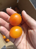 現摘黃色圣女果新鮮水果櫻桃小番茄非千禧夏日陽(yáng)光小西紅柿-遼丹 帶箱5斤凈重4.7斤 黃色圣女果 曬單實(shí)拍圖