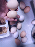 京喜加基地直發(fā)新鮮雞蛋谷物蛋大蛋50g生鮮超市早餐溏心蛋快遞包郵 雞蛋50克-30枚 曬單實(shí)拍圖