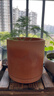 花盆 陶土紅陶花盆圓柱形帶托盤(pán)多肉綠蘿簡(jiǎn)約鮮栽仙人掌陶瓷泥瓦 大號帶托盤(pán)【16.6x16.6】 紅陶 曬單實(shí)拍圖