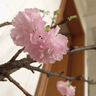 臨雅櫻花鮮花水養鮮切花卉室內水培植物插花桃花鮮花云南基地直發(fā)花束 A級櫻花鮮切40cm*4枝 曬單實(shí)拍圖