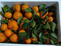 【熱銷(xiāo)】正宗廣西砂糖桔新鮮橘子當季水果時(shí)令薄皮蜜桔 砂糖橘帶箱1斤 曬單實(shí)拍圖