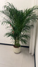 愛(ài)優(yōu)尚散尾葵植物盆栽客廳大型綠植室內落地辦公室好養鳳尾竹源頭直發(fā) 曬單實(shí)拍圖