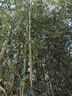 駿灝竹子苗紫竹青竹庭院觀(guān)賞竹苗北方耐寒樹(shù)苗四季常青植物綠化羅漢竹 青竹1厘米粗10棵一米三到一米五高 曬單實(shí)拍圖