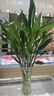 年宵花富貴竹春節水養花卉轉運竹水培植物盆栽過(guò)年裝飾年貨綠植 10枝-65cm富貴竹 標準 曬單實(shí)拍圖