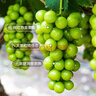 星派果【順豐JD多地次日達】云南陽(yáng)光玫瑰青提葡萄當季新鮮水果禮盒裝 特級果3斤【禮盒裝】單顆10-12g 顆顆甄選 曬單實(shí)拍圖