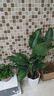 佳賀（JIAHE）天堂鳥(niǎo)盆栽客廳室內好養大型綠植辦公室大葉植物鶴望蘭源頭直發(fā) 【限時(shí)促銷(xiāo)】天堂鳥(niǎo)【1.2-1.4米】鉆石盆 曬單實(shí)拍圖