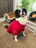 嬉皮狗（hipidog）嬉皮狗撞色沖鋒衣夏日大狗狗衣服夏季薄款寵物金毛邊牧大型犬夏天 德羅紅 7XL （建議體重65-80斤） 曬單實(shí)拍圖