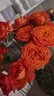 與花同行多頭玫瑰橙色芭比玫瑰云南基地直發(fā)愛(ài)麗絲巧克力泡泡玫瑰送禮花束 5枝【10-15個(gè)花苞】隨機多頭玫瑰 基地直發(fā) 長(cháng)度35-45cm 曬單實(shí)拍圖