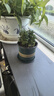 薄荷盆栽好養留蘭香驅蚊植物綠植留蘭香花卉綠植香草植物 薄荷+加侖盆送底托 曬單實(shí)拍圖