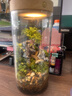 丘辰苔蘚微景觀(guān)生態(tài)瓶DIY辦公室內桌面綠植擺件造景花卉盆栽生日禮物 一路有你（充電款） 曬單實(shí)拍圖