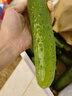 京鮮生 山東童年旱黃瓜 凈重5斤 單果100g+ 水果小青瓜 輕食 源頭直發(fā) 曬單實(shí)拍圖