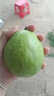 奶油芭樂(lè )紅白雙拼軟糯香甜番石榴新鮮水果當季現摘老樹(shù)果 奶油雙拼芭樂(lè )-3斤凈重2.7斤單果100g+ 曬單實(shí)拍圖