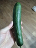 山東壽光水果黃瓜生吃脆新鮮荷蘭青瓜當季無(wú)刺小黃瓜源頭直發(fā) 精品水果黃瓜凈重 4.5斤 曬單實(shí)拍圖