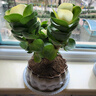 花翁室內客廳多肉綠植物花卉盆栽玉錦金錢(qián)木老樁（白蓮花盆）源頭直發(fā) 曬單實(shí)拍圖