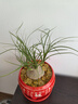 意軒酒瓶蘭盆栽蘭花迷你創(chuàng  )意辦公網(wǎng)紅盆景綠植室內懶人花卉耐旱植物 酒瓶蘭原盆原土8-9公分1棵 帶盆栽好 曬單實(shí)拍圖