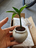 八芽迷你竹柏盆栽茶幾好養花卉綠植四季常青辦公室內桌面植物凈化空氣 竹柏+小茶罐盆（陶瓷） 帶盆栽好 曬單實(shí)拍圖