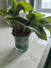 雙盟綠蘿盆栽除甲醛花卉綠植辦公室新房?jì)艋諝?120款10盆源頭直發(fā) 曬單實(shí)拍圖