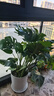 花財主天堂鳥(niǎo)盆栽辦公室大型綠植客廳盆栽家用吸甲醛凈化空氣綠植 龜背竹90-1.1m【圓柱盆】 曬單實(shí)拍圖