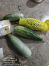 京鮮生山東羊角蜜甜瓜 凈重4.5斤起 單果300g+ 水果源頭直發(fā)包郵 曬單實(shí)拍圖
