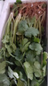 新鮮香菜山東香菜火鍋菜芫荽   綠色蔬菜農家種植調味提鮮 山東精品香菜1斤 曬單實(shí)拍圖