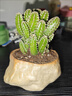 萬(wàn)重山小盆栽仙人球多肉仙人掌植物辦公室桌面綠植花卉盆景擺件 萬(wàn)重山-海島礁石盆（種好發(fā)貨） 含盆 曬單實(shí)拍圖