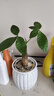 【帶盆高度約15-25cm】發(fā)財樹(shù)盆栽室內植物客廳辦公室自吸水好養 單桿發(fā)財樹(shù)+白南瓜自吸水盆 花盆直徑約10cm 曬單實(shí)拍圖