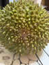 貓山王榴蓮【正宗D197】馬來(lái)西亞進(jìn)口當季樹(shù)熟榴蓮液氮鎖鮮甄選冷凍新鮮水果 A級 3.5-4斤【保4房 口碑爆款】 曬單實(shí)拍圖