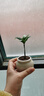 八芽迷你竹柏盆栽茶幾好養花卉綠植四季常青辦公室內桌面植物凈化空氣 竹柏+小茶罐盆（陶瓷） 帶盆栽好 曬單實(shí)拍圖