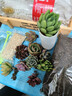花藝萌多肉植物組合盆栽含盆含土創(chuàng  )意diy拼盤(pán)花盆 多肉植物多肉盆栽 隨機10個(gè)多肉加木盒 含盆 曬單實(shí)拍圖
