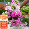 行湘三角梅盆栽花卉觀(guān)花植物 三角梅漳紅櫻大苗40-50cm不含盆源頭直發(fā) 曬單實(shí)拍圖