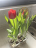 耘淘郁金香種球水培5度球花卉綠植種子土培植物水養盆栽室內室外耐寒1 雙吊籃長(cháng)樹(shù)脂透明盆8球套餐【品種可備注】送4包營(yíng)養液 曬單實(shí)拍圖