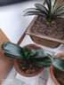 嘆為觀(guān)止君子蘭盆栽四季老苗花卉植物室內庭院水培綠植好養圓頭和尚大小苗 芙蓉君子蘭10-12片原盆原土+送 含盆 曬單實(shí)拍圖