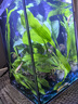 【真水草】草缸造景裝飾懶人魚(yú)缸水草蜈蚣草微景觀(guān)家用 【活動(dòng)】大葉綠九冠2顆【送沉水環(huán)】 曬單實(shí)拍圖