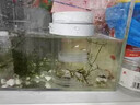 JCZS孔雀魚(yú)小魚(yú)繁殖隔離盒魚(yú)缸魚(yú)苗分隔網(wǎng)鳳尾魚(yú)孕母魚(yú)孵化器生產(chǎn)專(zhuān)用 大號一套+小號一套(漂浮桶) 魚(yú)缸 曬單實(shí)拍圖